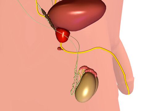 Close-up of a male urinary system