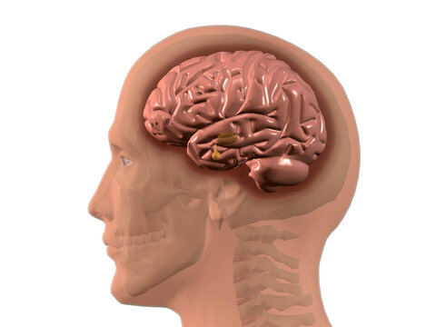 Close-up of a human brain