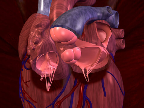 Close-up of a cross section of a human heart