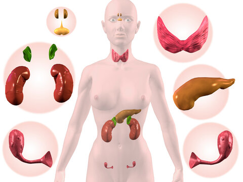Close-up of a female endocrine system