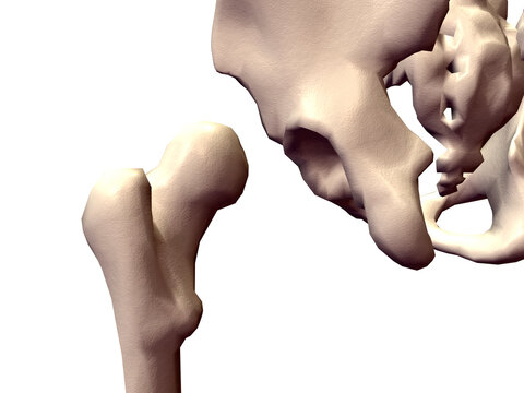 Close-up of a human pelvis