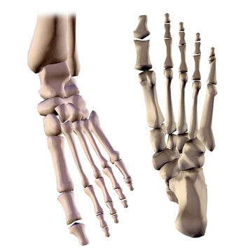Close-up of the bone structure of a human foot