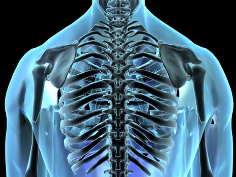 Close-up of an x-ray of human ribs