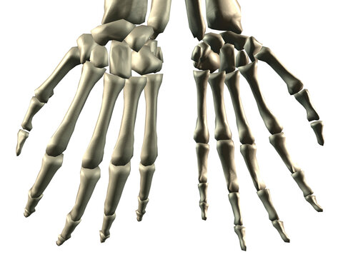 Close-up of a skeleton of human fingers