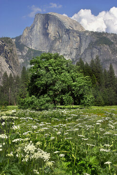 Flowers in a field, Half Dome, Yosemite National Park, California, USA