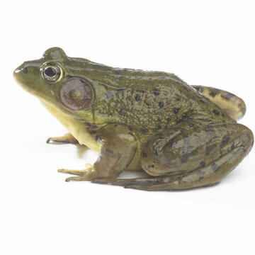 Side profile of a frog