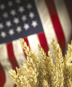 Close-up of wheat with flag of the United States of America