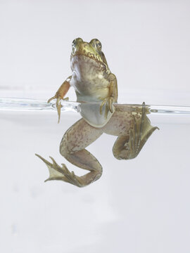 Frog underwater