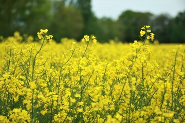 Close up of some yellow rapeseed blossoms against a rapeseed field