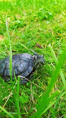 turtle on the grass