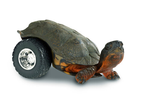 Close-up of a tortoise crawling with wheel