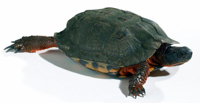 Close-up of a tortoise crawling