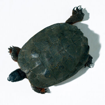 Close-up of a tortoise crawling