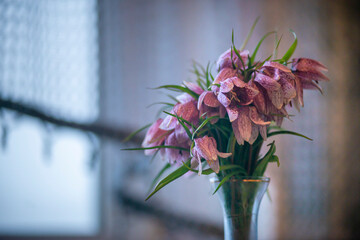 Wild purple tulips in a vase on the window, Disappearing wild chess flower on the background of a rainy window, Garden tulip (Tulips geriatrician) in a vase