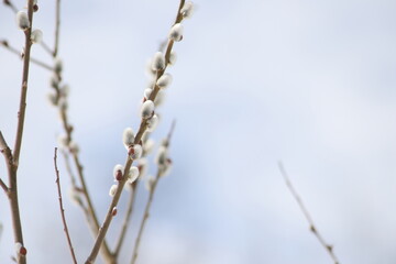 Willow branches with silver fluffy catkins in sunlight outdoors against a blue sky. Symbol of Easter and Palm Sunday. Pussy willow is blooming in springtime. Easter background.  Copy space right.