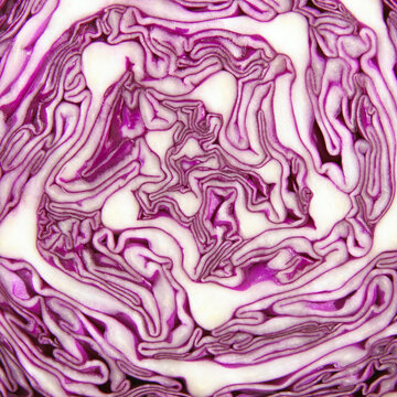 Close-up of a purple cabbage