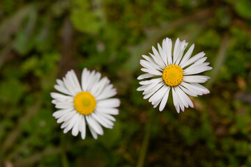 Two wild daisy wallpapers. The daisy on the right is in selective focus. Spring, nature concept.