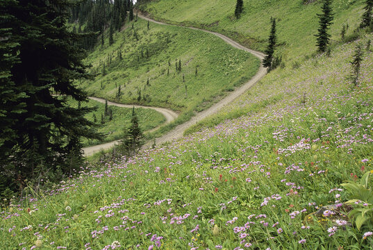 Dense growth on a hillside, British Columbia, Canada