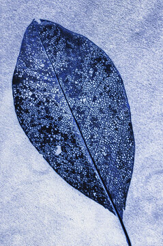 Close-up of a leaf