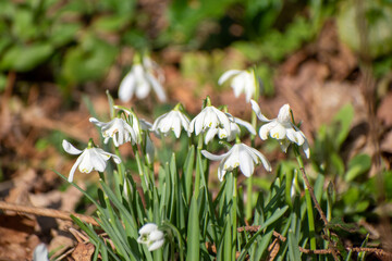 Snowdrops at How Hill in the Norfolk Broads, UK