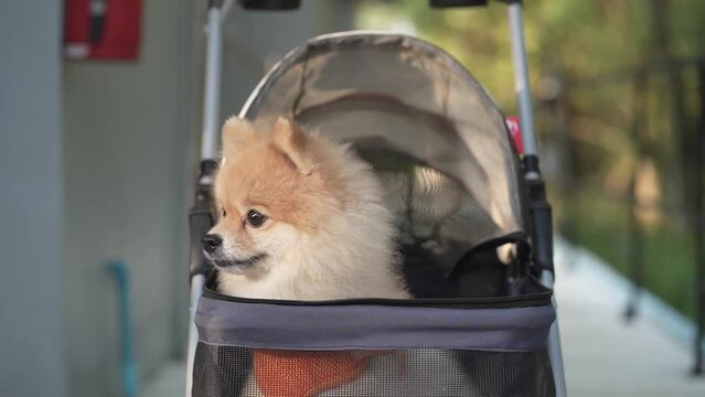 Close up tracking Cute Little Pomeranian Dog in pet stroller walk in a city park, take the pet on a trip on Sunny Summer Day. 