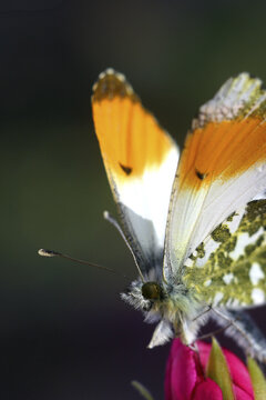 Orange-tip butterfly on a flower