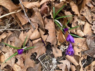 purple crocus flowers in spring