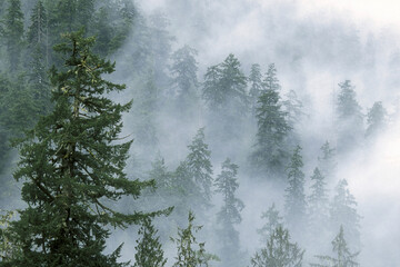 High angle view of trees in a forest, Olympic National Park, Washington State, USA