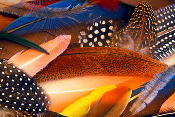 Close-up of feathers