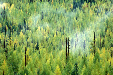 High angle view of larch trees in a forest