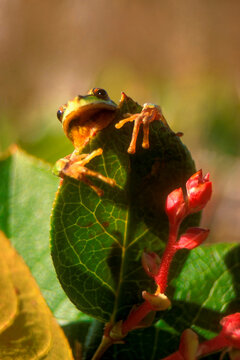 Tree frog on a leaf
