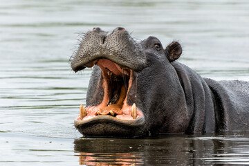 Hippopotamus in the Okavanga Delta in Botswana. An aggressive hippo bull shows dominant behaviour. ...