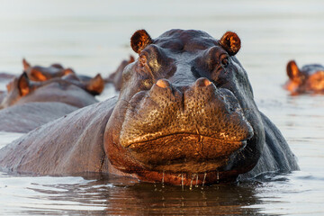 Hippopotamus in the Okavanga Delta in Botswana. An aggressive hippo bull shows dominant behaviour. ...