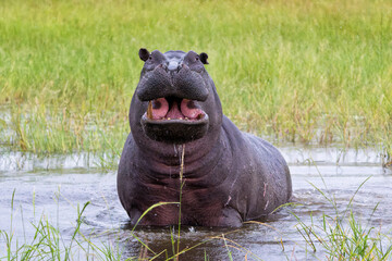 Hippopotamus in the Okavanga Delta in Botswana. An aggressive hippo bull shows dominant behaviour. ...