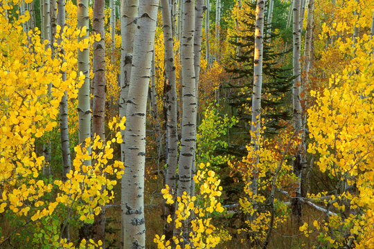 Aspen trees in a forest