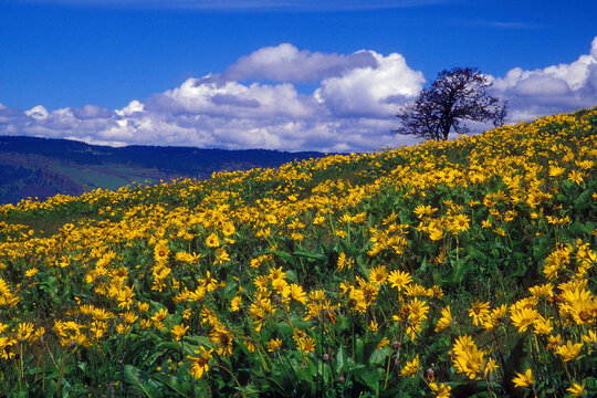 Panoramic view of a field of balsamroots in a field, Oregon, USA