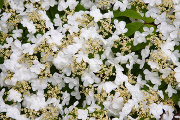Close-up of viburnum