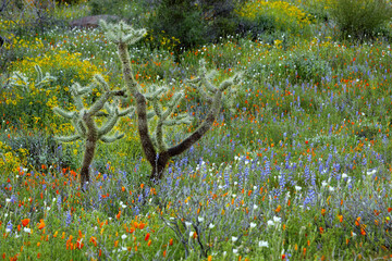 Cactus in a field, Organ Pipe Cactus National Monument, Arizona, USA