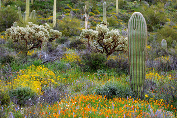 Plants on a landscape, Organ Pipe Cactus National Monument, Arizona, USA