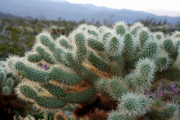 Close-up of a Cholla Cactus, Anza Borrego Desert State Park, California, USA