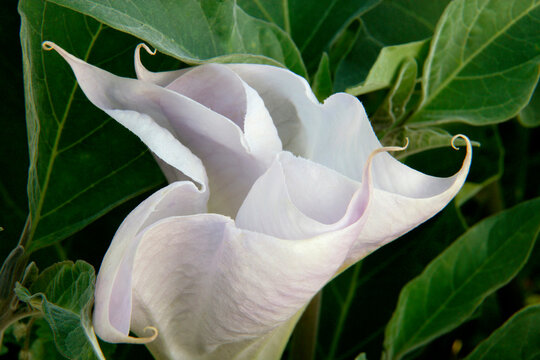 Close-up of Sacred Datura