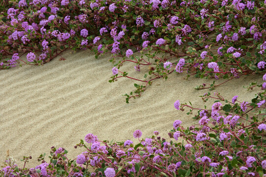 High angle view of Sand Verbenas, Anza Borrego Desert State Park, California, USA