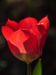 Tulepnbl&uuml;te im M&uuml;nsterland