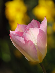 Tulepnblüte im Münsterland