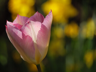 Tulepnblüte im Münsterland