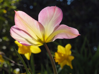 Fototapeta premium Tulepnblüte im Münsterland