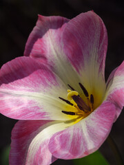 Tulepnblüte im Münsterland