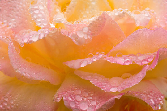 Close-up of a Peace Rose