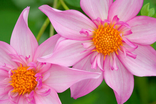 Close-up of two dahlias