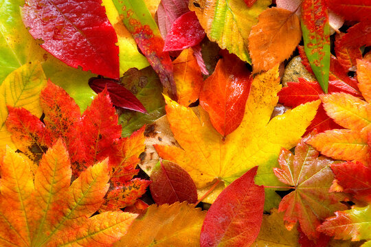 Close-up of Vine Maples leaves